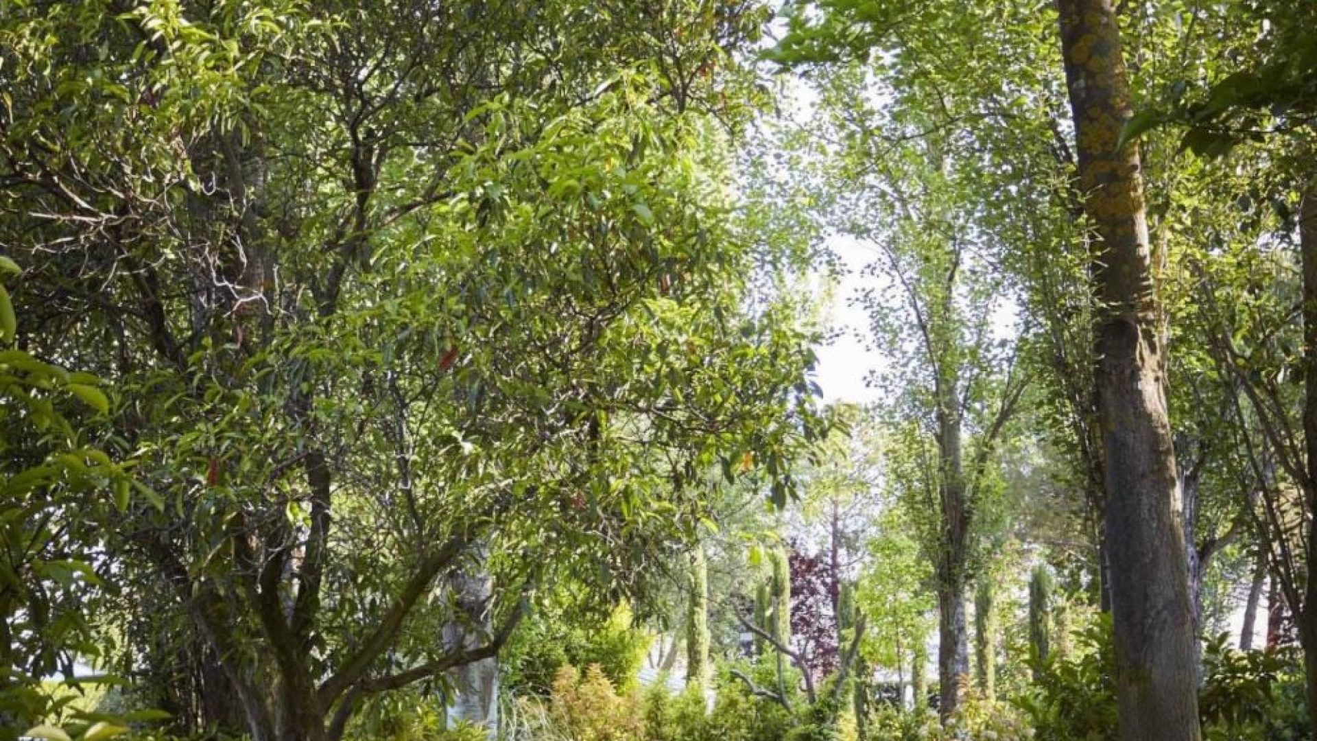 Sendero de césped rodeado de árboles y vegetación en La Quinta de Illescas